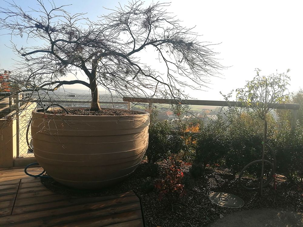 Ahorn _Dachterrasse_morgenstimmung.jpg